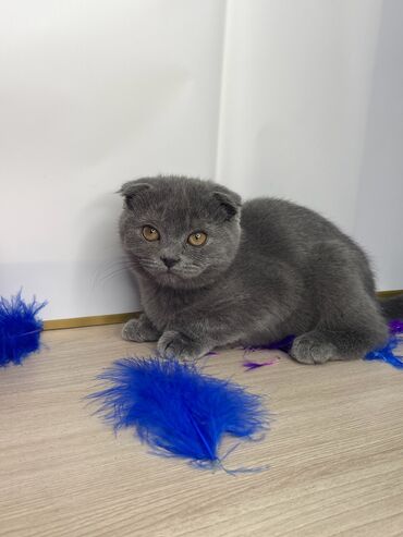 кошка шатланка: Шотландский Скоттишь фолд мальчик