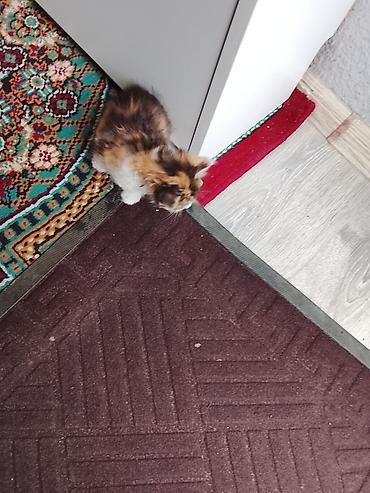 pişik qum: Yaxşı əllərə — 1