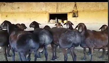 Корма для с/х животных: 🐎 Стимулятор набора веса со стволовыми клетками костный жир со — 9