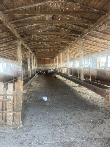 Torpaq sahələrinin satışı: 100 sot, Kənd təsərrüfatı, Makler, Kupça (Çıxarış) — 8