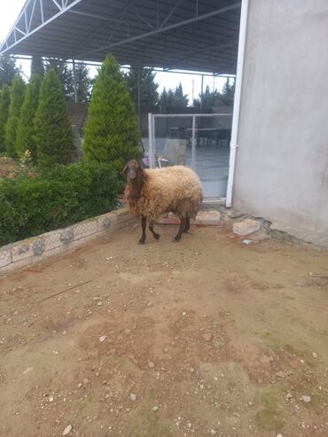 qurban bayrami qoyun sekilleri: Damazdiq qumral qoç.qizqin erkeydi.balanida qirmizi salir.720m