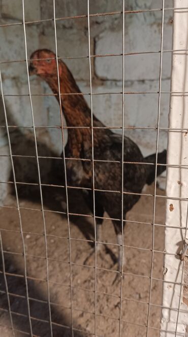 Xoruzlar: Xoruz, il: <1, Ünvandan götürmə — 7