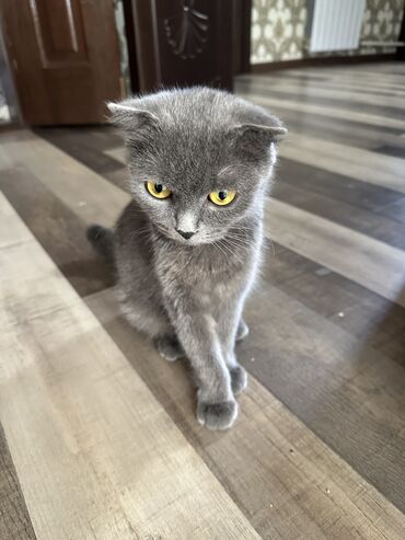 продажа вислоухих шотландских котят: Продаю кошку шатланская вислоухая с котятами 1 кошка и 4 котят
