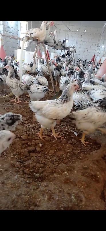 maltese qiymeti: Tam saglam colpalar damazlig 54 gunlukdu vaksinleri vurulub baytar — 2