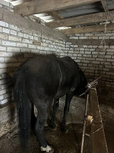ат ба: Продаю | Конь (самец) | Для разведения, Рабочий — 4