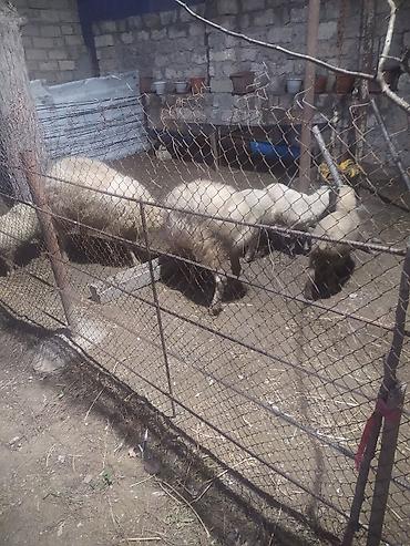 Qoyunlar, qoçlar: Ekiz qoyunlar — 6