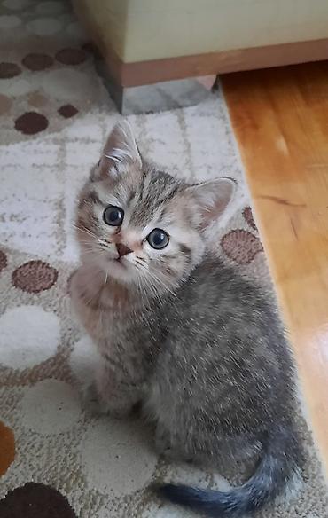 Pişiklər: Şotland, Erkək, Dişi — 20