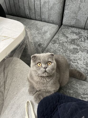 кошка цена: Скотиш Фолд (Шотландиялык шалпаң кулак), 6 айлык, Эркек, Күмүш өңдүү шиншилла, Лотокко барууга үйрөтүлгөн, Курттардан тазаланган, Эмделген