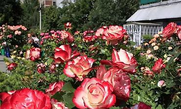 Роза: Продаю Розы ОПТОМ!!! На продажу есть розы в большом количестве разных — 21