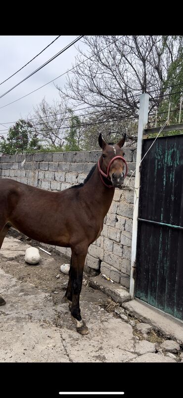 арабская лошадь: Продаю | Жеребенок | Дончак, Английская | На забой, Для разведения, Для молока | Осеменитель