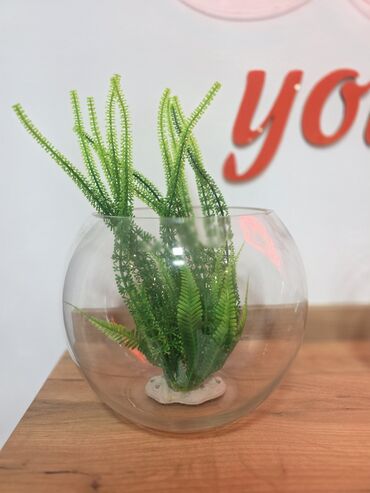 ineklerin qiymeti: Yumru akvarium, Boş, 5 l, Ödənişli çatdırılma
