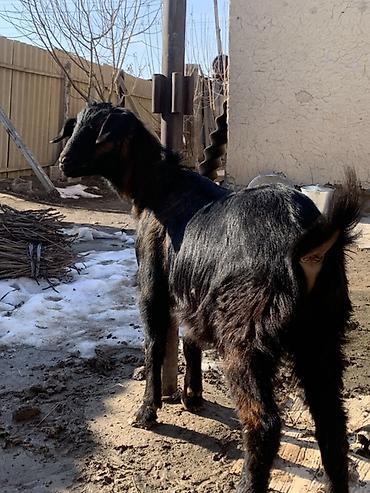 Козы, козлы: Продаю | Козёл (самец) | Для разведения at lalafo.kg — 8 Козы, козлы: Продаю | Козёл (самец) | Для разведения — 8