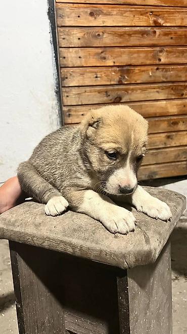 Продажа собак: Алабай, 1 месяц, Самец — 8