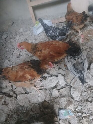K/t heyvanları üçün mallar: Toyuq, Yumurtalıq