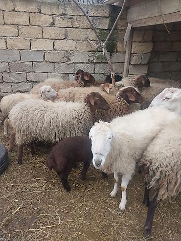 Qoyunlar, qoçlar: 400 manatda 750 manata kimi var — 9