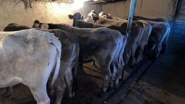 Коровы, быки: Продаю | Корова (самка) | Швицкая | Для разведения | Стельные — 9