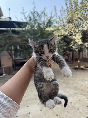 шотландская вислоухая короткошерстная кошка: Породасыз, 1 айлык, Ургаачы, Боз