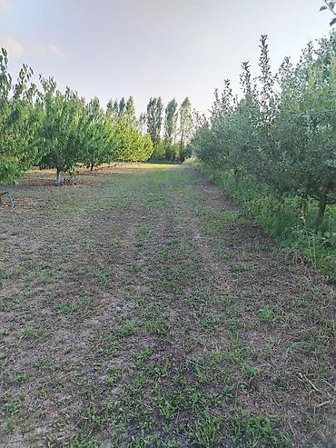 şəkidə torpaq: 180 sot Kənd təsərrüfatı, Su — 7