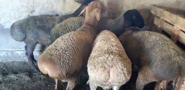 Бараны, овцы: Продаю | Баран (самец) | Гиссарская, Полукровка | На забой, Для разведения