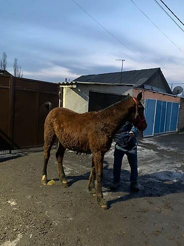 Лошади, кони: Продаю | Жеребенок | Рабочий — 8