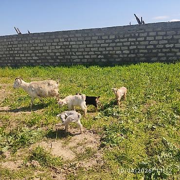 Keçilər, çəpişlər: - Ana bala keçi dort balasi var üçü erkey biri disididi cins heyvandi — 3