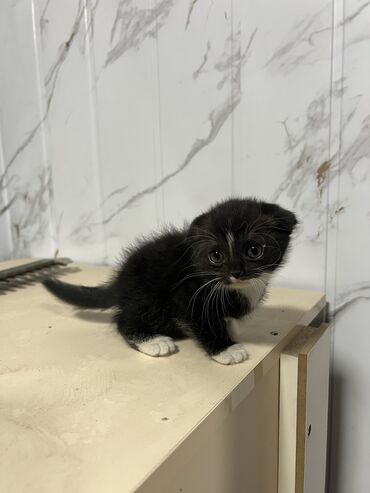 шотландская прямоухая кошка цена: Британ кыска жүндүү, 1 айлык, Эркек, Кара, Курттардан тазаланган