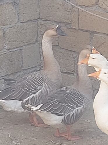 Toyuqlar: Toyuq, Ətlik, Ünvandan götürmə -da lalafo.az — 12 Toyuqlar: Toyuq, Ətlik, Ünvandan götürmə — 12