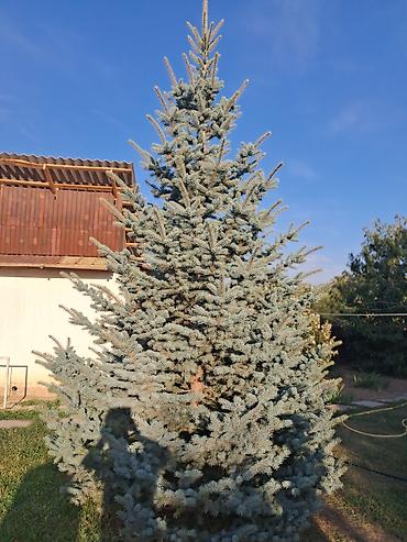 яблоки груши и сливы: Ель голубая (Picea pungens, «колючая ель»), взрослая декоративная — 2