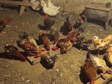 barter xoruz: Məhsul: 40 toyuq 15 xoruz çəkiləri balacalar 1.700-2 kilo arası — 7