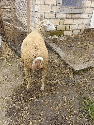 Qoyunlar, qoçlar: Erkek quzu satılır — 8