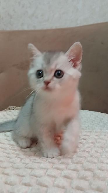 Pişiklər: Britan — 7