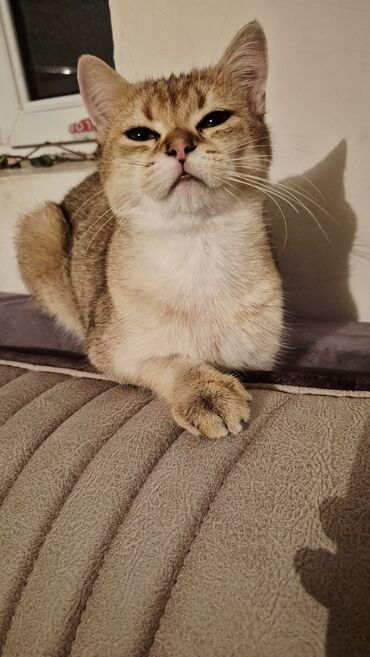 Pişiklər: Qızıl şinşilla, Erkək, Cütləşmə üçün — 5