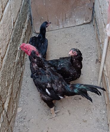 Xoruzlar: Xoruz, Heyratı, il: 1, Ödənişli çatdırılma — 7