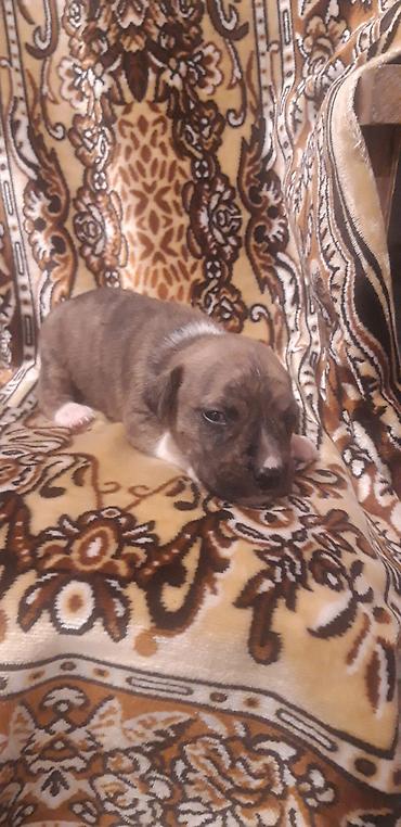 İtlər: Pitbul — 6
