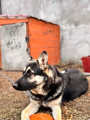 coban iti sekilleri: Alman çoban iti, 7 ay, Erkek, Peyvəndli, Ünvandan götürmə