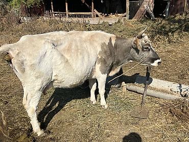 силос корма: Продаю | Корова (самка) | Для молока — 2