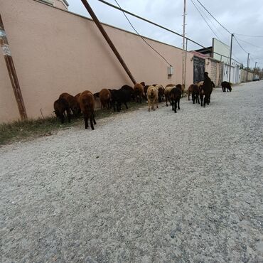 Quzu: Salam hervaxdız xeyir saxlamlıq quzularm cxdı satqa isdiyen elaqe — 11