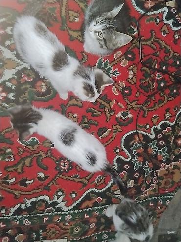 овечья шерсть купить: Котята, помёт от домашней кошки. Окрас классический: бело-серый и — 3