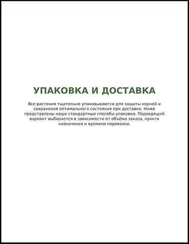 пекан саженцы купить: Саженцы персика и нектарина, 150-220 см, опт и розница Саженцы — 4