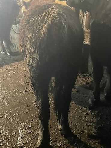 Коровы, быки: Продаю | Бык (самец) — 18