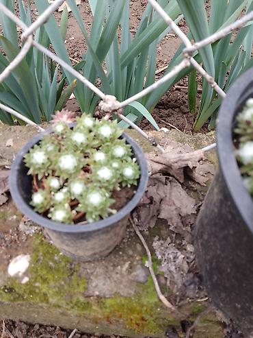 Ostale kućne biljke: Sukulenti u saksijama – više vrsta - Sedum (različite sorte) — 8