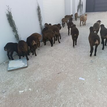 Quzu: Salam hervaxdız xeyir saxlamlıq quzularm cxdı satqa isdiyen elaqe — 14