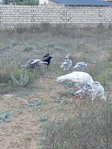 Yumurta: Məhsul: Hind quşu yumurtası mayali — 4