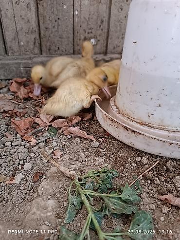 lal ördəklər: 30 dənə 17 günlük lal ördək balaları Saglamdilar bağ şəraitində özüm — 3