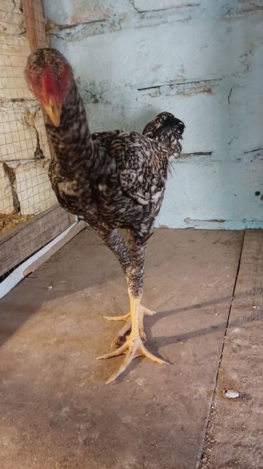 setteri it cinsinin digər adı: 2 dene pileymut heyratı xoruz 🐓🐓 7 aylıqdırlar qurd dərmanı verilib