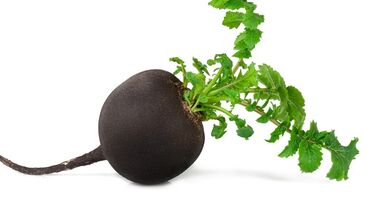 купить саженцы хвойных: Көчөттөр жашылчалардын: Түрптөр