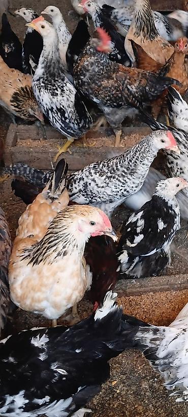 sumqayıtda cücə satışı: Toyuqlar satılır 3 aylıqdılar
vaksin olunublar — 1