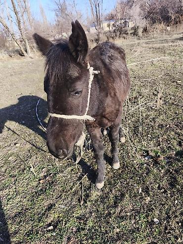 Лошади, кони: Продаю | Кобыла (самка) — 8