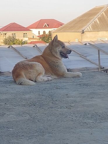 İtlər: Akita-inu, 2 ay, Erkek, Peyvəndli, Ünvandan götürmə