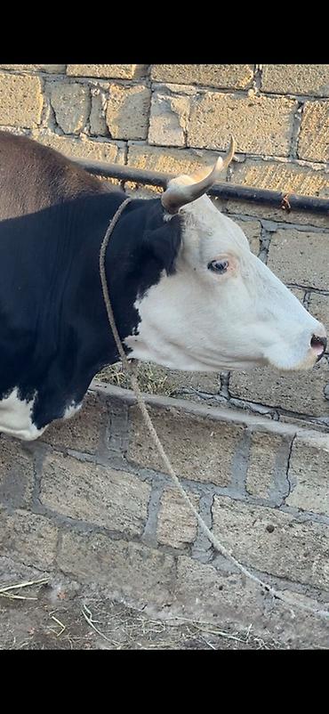 sud veren inek satilir: 3-cü balanı dekabrda doğacaq. 6 ayı tamamdır. Simmentalla ivanofka — 6